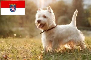 Read more about the article Criadores de Westie e cachorros em Hessen