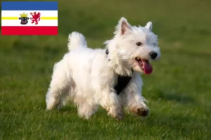 Read more about the article Criadores de Westie e cachorros em Mecklenburg-Vorpommern