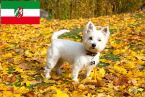 Read more about the article Criadores de Westie e cachorros na Renânia do Norte-Vestefália