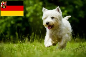 Read more about the article Criadores de Westie e cachorros em Renânia-Palatinado