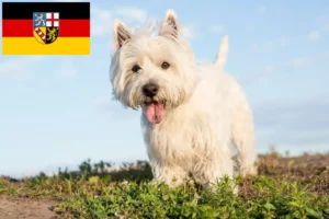 Read more about the article Criadores de Westie e cachorros em Saarland