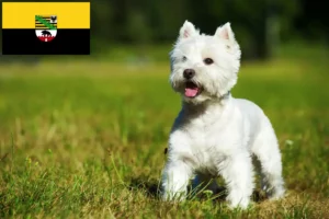 Read more about the article Criadores de Westie e cachorros em Saxónia-Anhalt