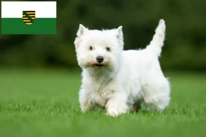 Read more about the article Criadores de Westie e cachorros em Saxónia