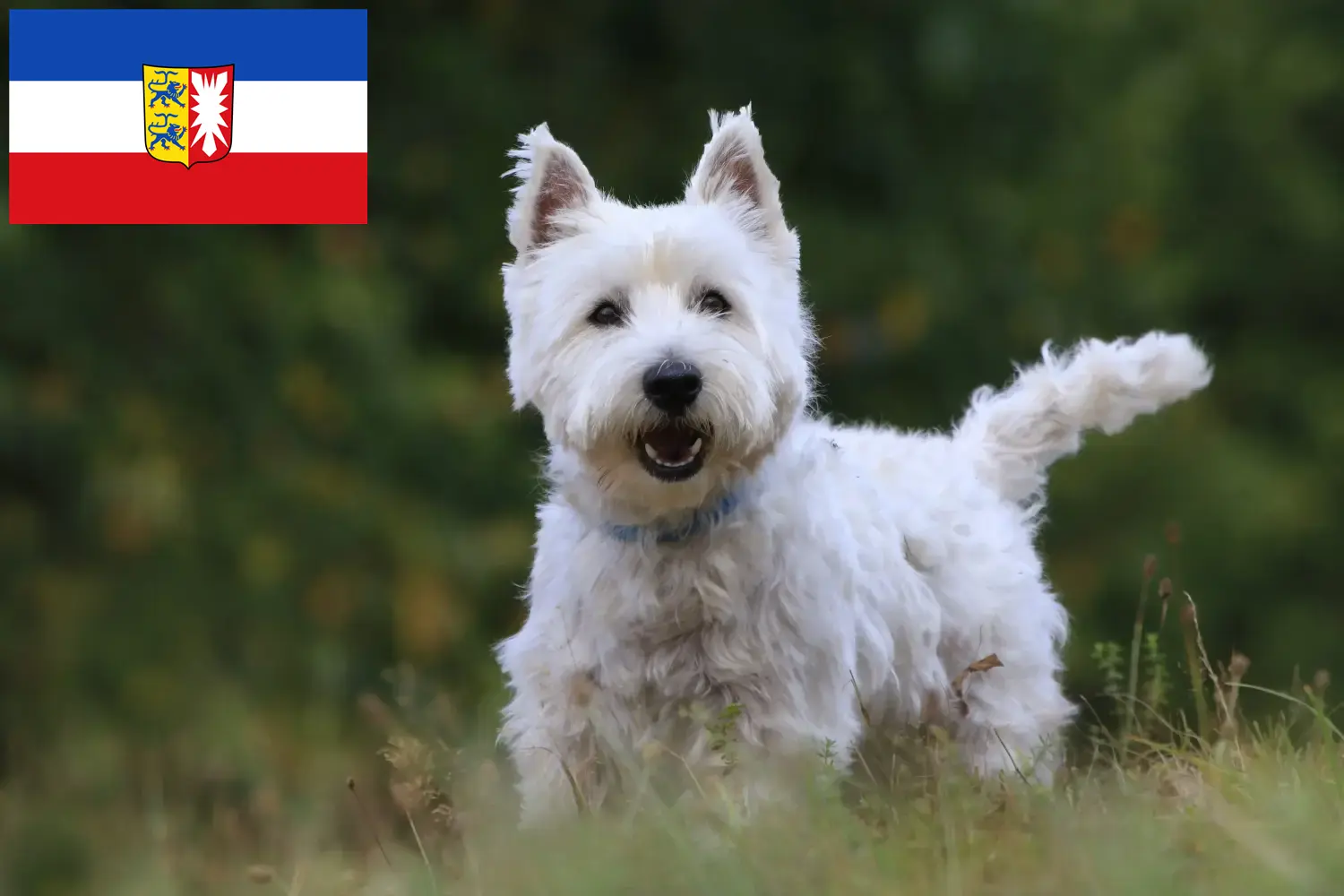 Read more about the article Criadores de Westie e cachorros em Schleswig-Holstein