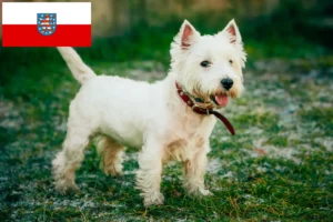 Read more about the article Criadores de Westie e cachorros em Thuringia