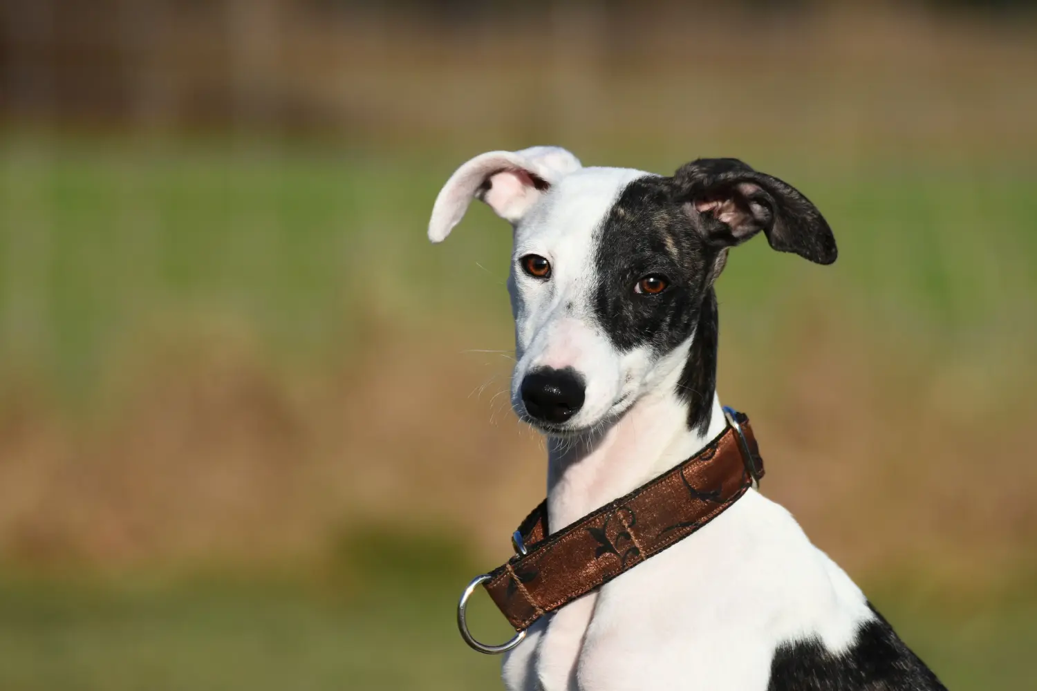 Comprar um cachorro Whippet significa assumir responsabilidades! Comprar cachorros Whippet.
