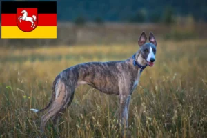 Read more about the article Criadores de Whippet e cachorros na Baixa Saxónia