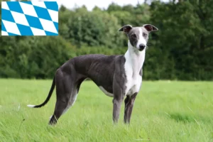 Read more about the article Criadores de Whippet e cachorros na Baviera