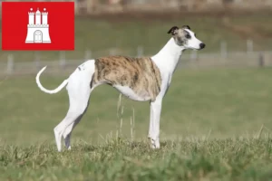 Read more about the article Criador de Whippet e cachorros em Hamburgo