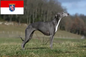 Read more about the article Criadores de Whippet e cachorros em Hessen