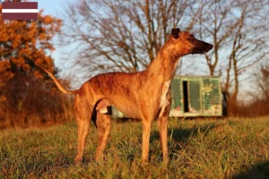 Read more about the article Criadores de Whippet e cachorros na Letónia
