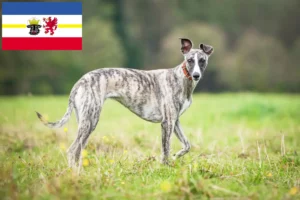 Read more about the article Criadores de Whippet e cachorros em Mecklenburg-Vorpommern
