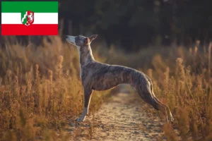 Read more about the article Criadores de Whippet e cachorros na Renânia do Norte-Vestefália