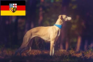 Read more about the article Criadores de Whippet e cachorros em Saarland