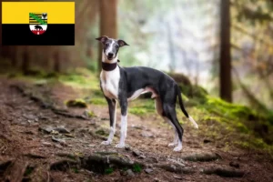Read more about the article Criadores de Whippet e cachorros em Saxónia-Anhalt