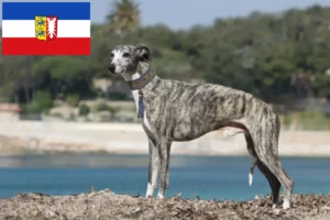 Read more about the article Criadores de Whippet e cachorros em Schleswig-Holstein