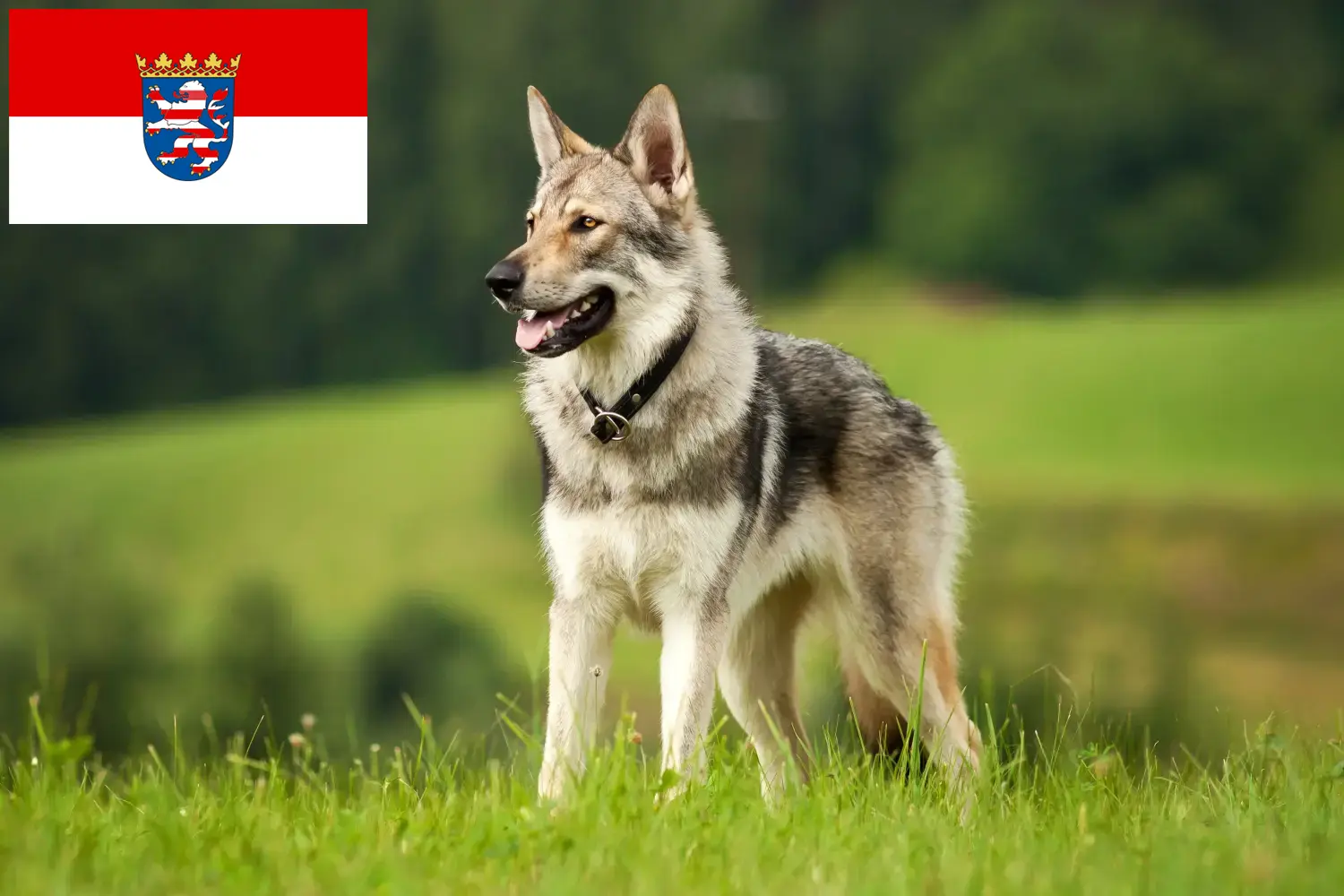 Read more about the article Criadores e cachorros de cães-lobo da Checoslováquia em Hesse