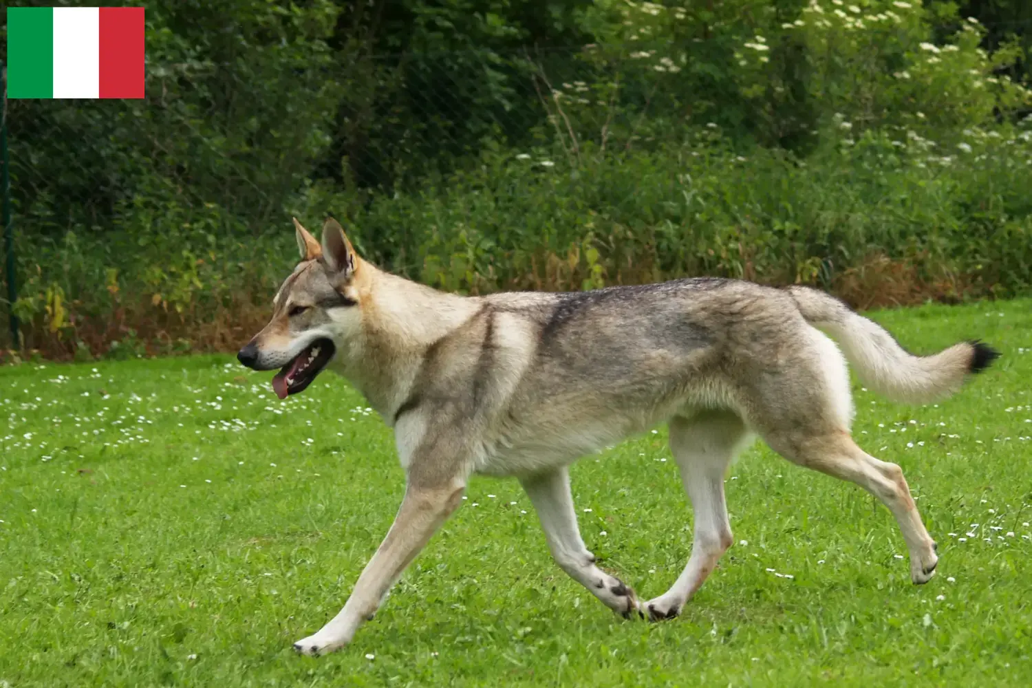 Read more about the article Criadores e cachorros de cães-lobo da Checoslováquia em Itália