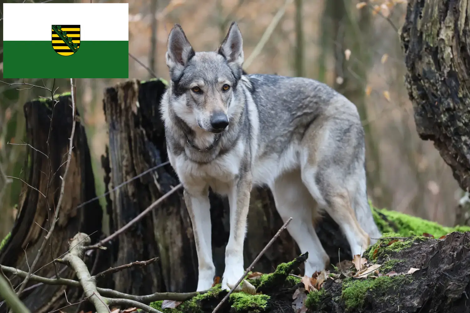 Read more about the article Criador de cães-lobo da Checoslováquia e cachorros na Saxónia