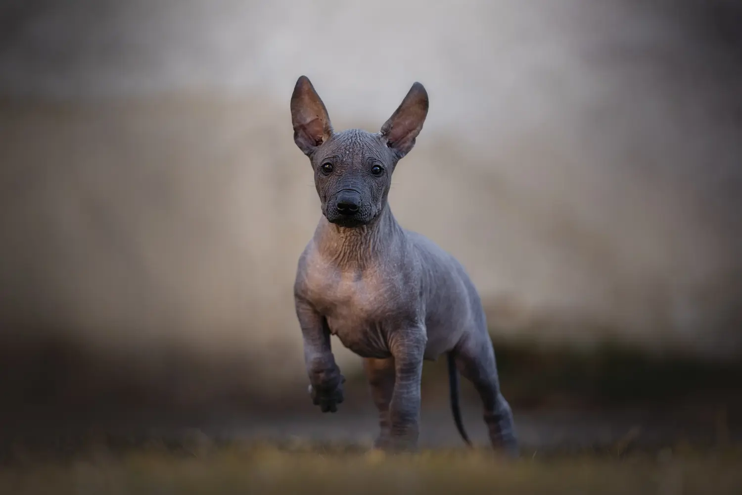 Comprar um cachorro Xolo significa assumir a responsabilidade! Comprar cachorros Xolo.