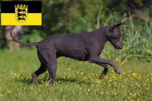 Read more about the article Criadores de Xolo e cachorros em Baden-Württemberg