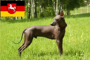 Read more about the article Criadores de Xolo e cachorros na Baixa Saxónia