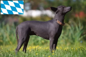 Read more about the article Criadores de Xolo e cachorros na Baviera