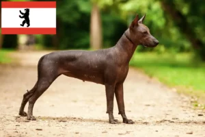 Read more about the article Criadores de Xolo e cachorros em Berlim