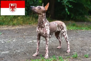 Read more about the article Criadores de Xolo e cachorros em Brandenburg