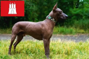 Read more about the article Criadores de Xolo e cachorros em Hamburgo