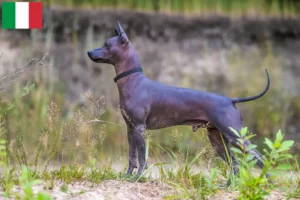 Read more about the article Criadores de Xolo e cachorros em Itália