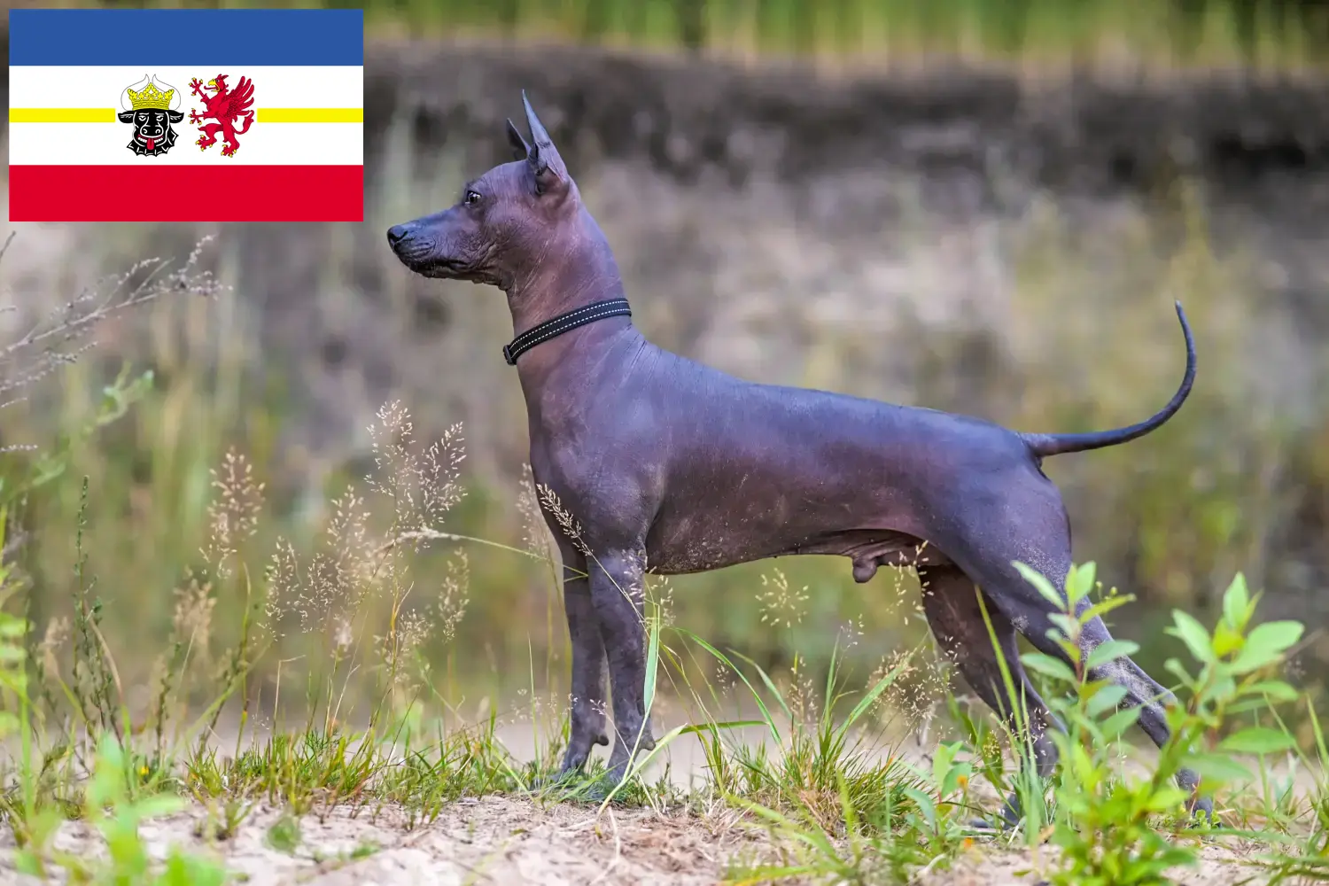 Xolo cachorros e criadores Mecklenburg-Vorpommern Aqui pode encontrar criadores de Xolos em Mecklenburg-Vorpommern.