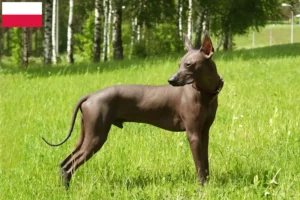Read more about the article Criadores de Xolo e cachorros na Polónia
