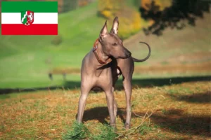 Read more about the article Criadores de Xolo e cachorros na Renânia do Norte-Vestefália