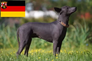 Read more about the article Criadores de Xolo e cachorros em Renânia-Palatinado