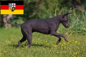 Read more about the article Criadores de Xolo e cachorros em Saarland