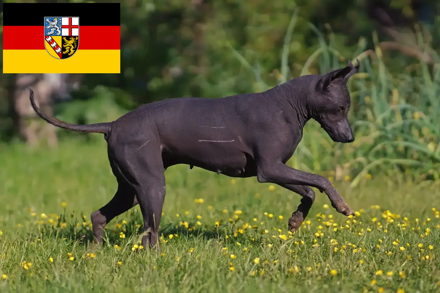 Xolo cachorros e criadores Sarre Aqui pode encontrar criadores de Xolos em Saarland.