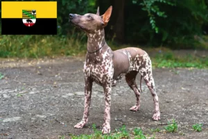 Read more about the article Criadores de Xolo e cachorros em Saxónia-Anhalt