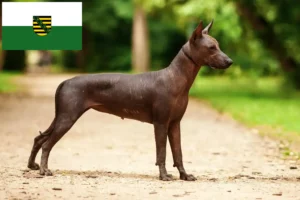 Read more about the article Criadores de Xolo e cachorros na Saxónia