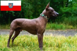 Read more about the article Criadores de Xolo e cachorros em Thuringia