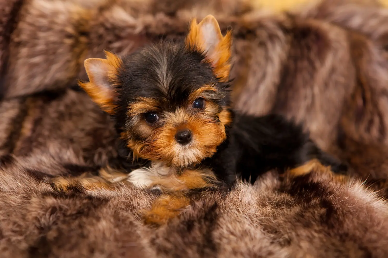 Comprar um cachorro Yorkshire Terrier significa assumir responsabilidades! Comprar cachorros Yorkshire Terrier.