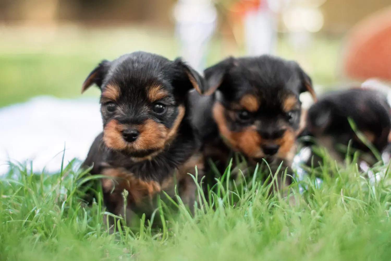 Comprar um cachorro Yorkshire Terrier significa assumir responsabilidades! Comprar cachorros Yorkshire Terrier.