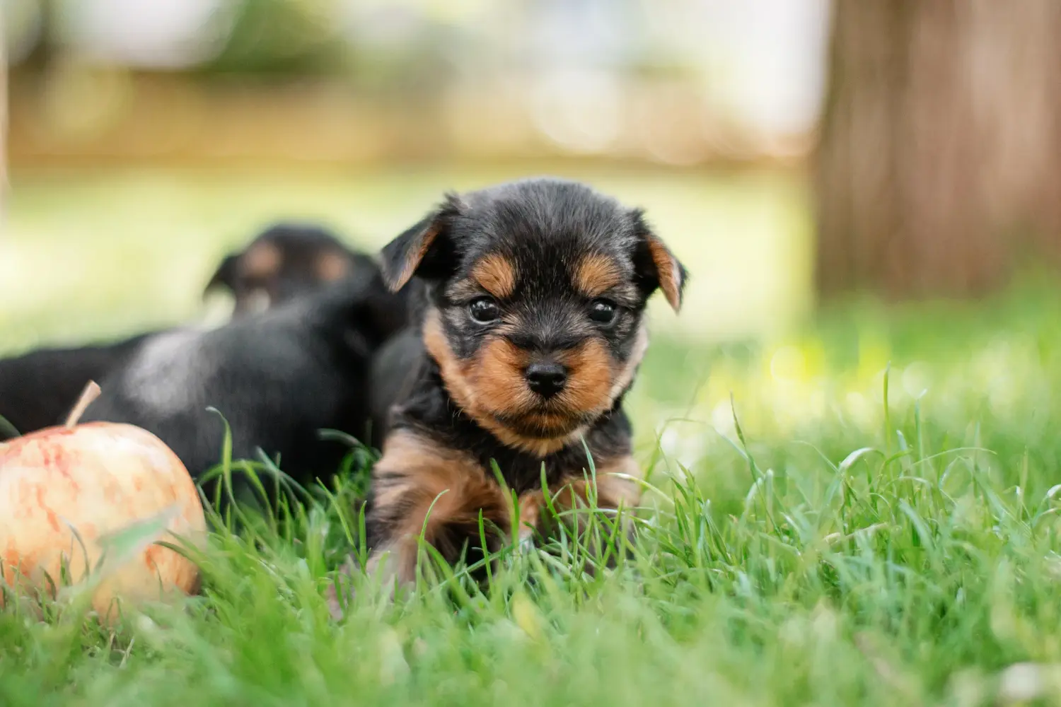 Comprar um cachorro Yorkshire Terrier significa assumir responsabilidades! Comprar cachorros Yorkshire Terrier.
