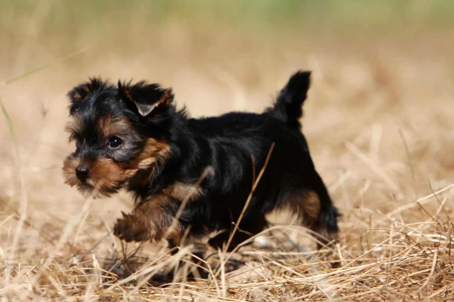 Comprar um cachorro Yorkshire Terrier significa assumir responsabilidades! Comprar cachorros Yorkshire Terrier.
