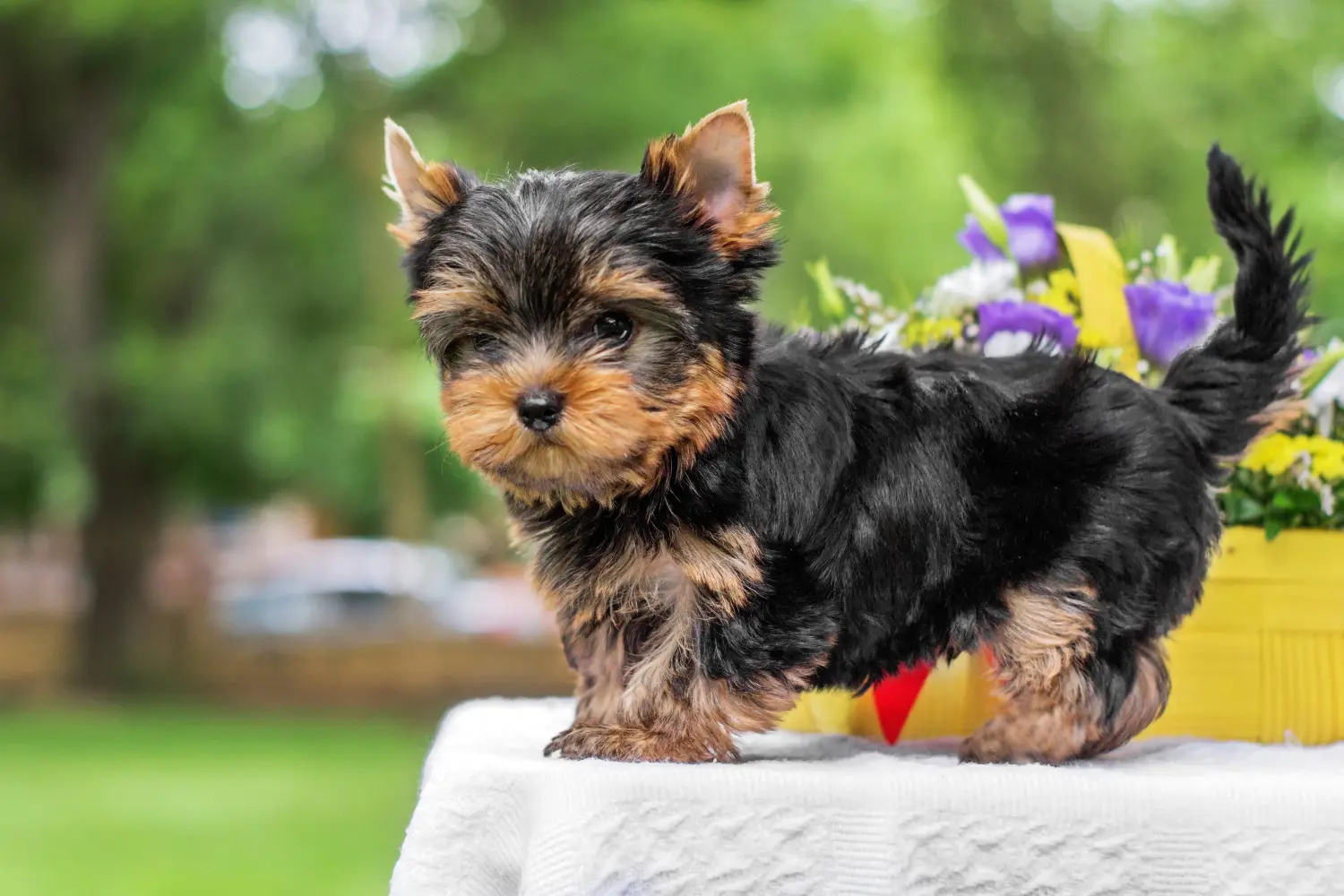 Comprar um cachorro Yorkshire Terrier significa assumir responsabilidades! Comprar cachorros Yorkshire Terrier.