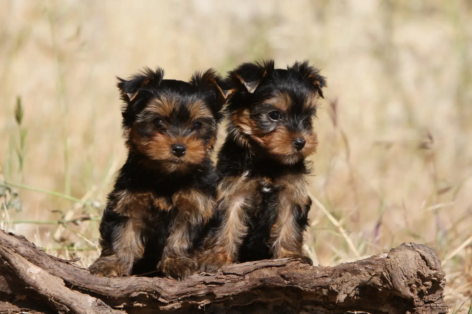 Comprar um cachorro Yorkshire Terrier significa assumir responsabilidades! Comprar cachorros Yorkshire Terrier.