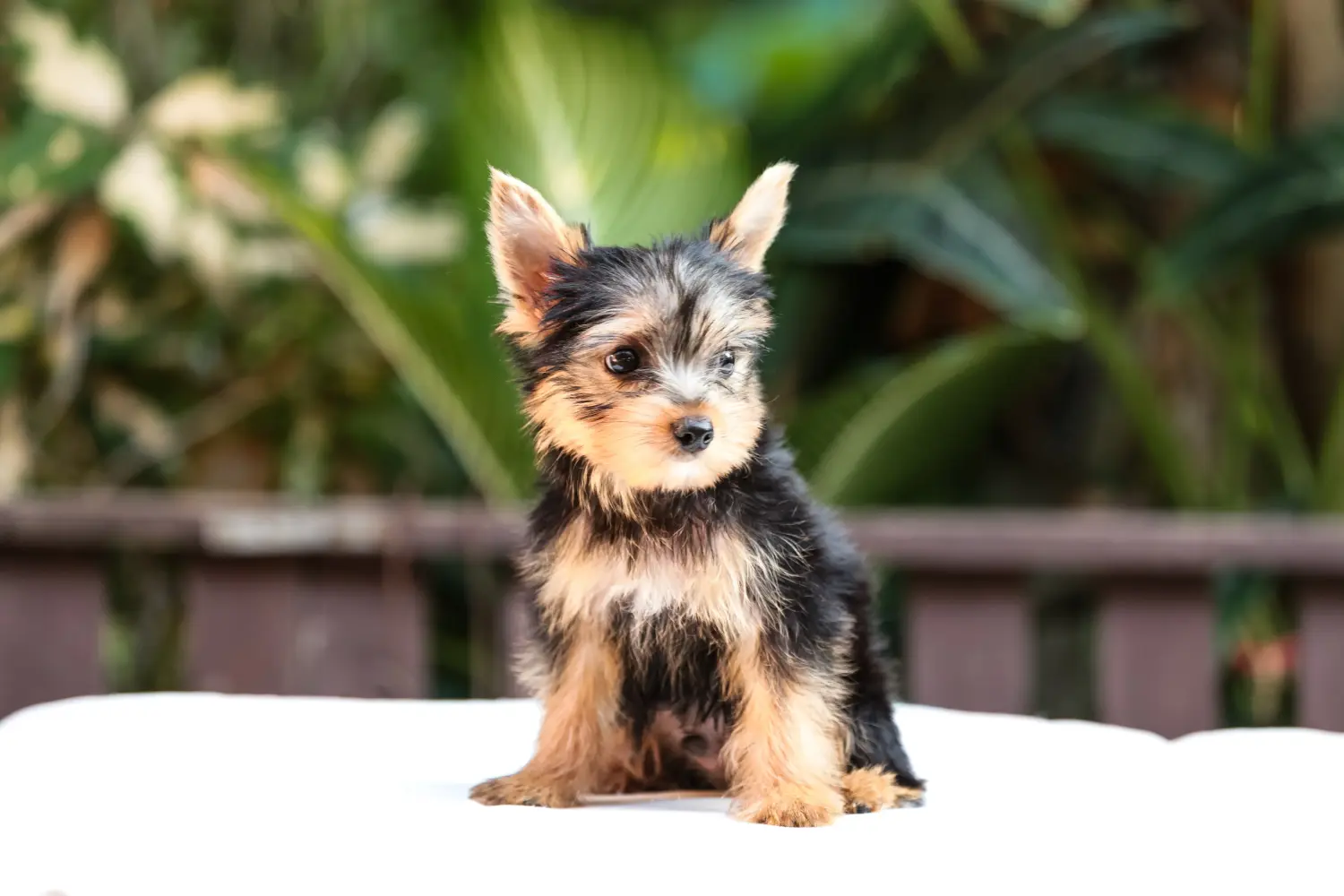 Comprar um cachorro Yorkshire Terrier significa assumir responsabilidades! Comprar cachorros Yorkshire Terrier.