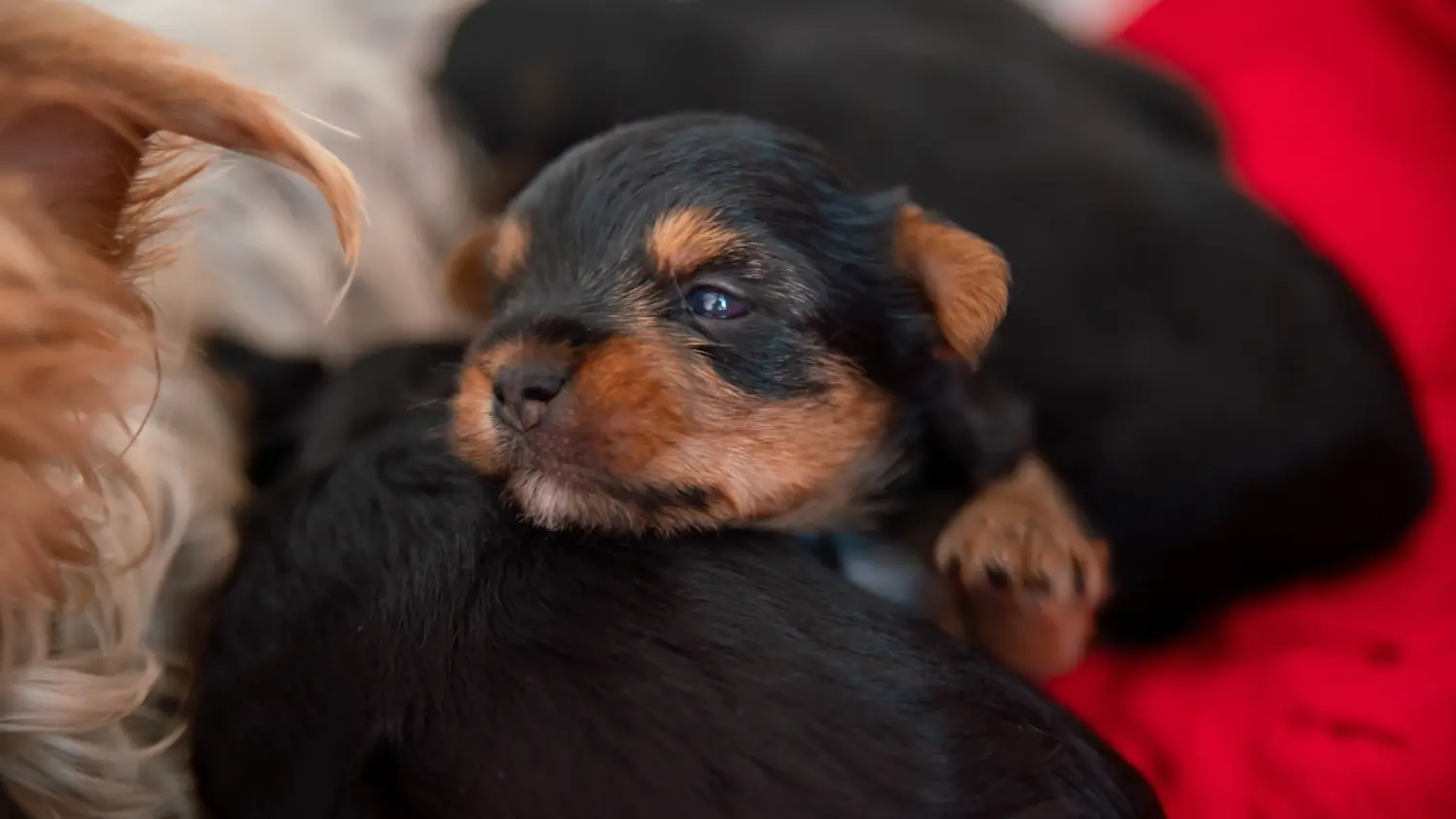 Comprar um cachorro Yorkshire Terrier significa assumir responsabilidades! Comprar cachorros Yorkshire Terrier.