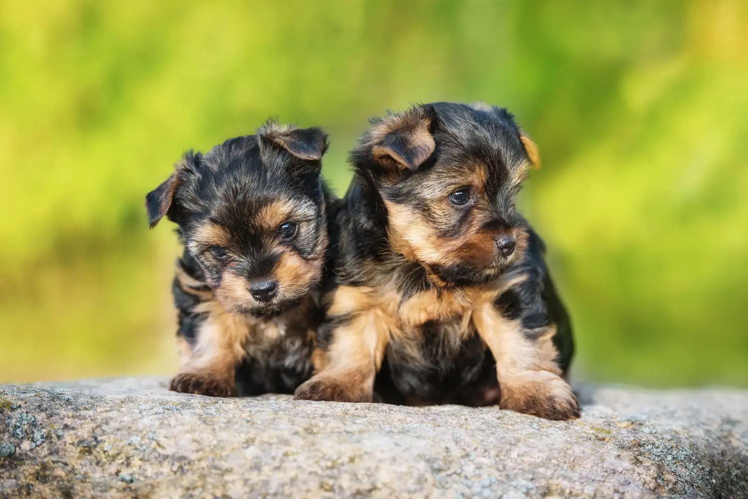 Comprar um cachorro Yorkshire Terrier significa assumir responsabilidades! Comprar cachorros Yorkshire Terrier.