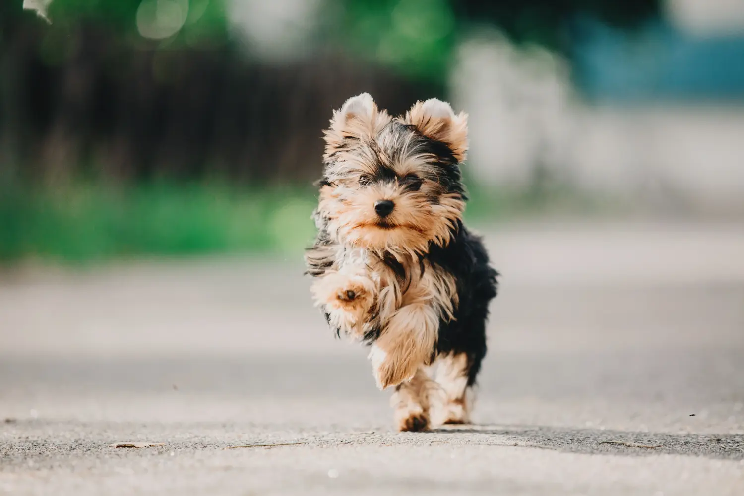 Comprar um cachorro Yorkshire Terrier significa assumir responsabilidades! Comprar cachorros Yorkshire Terrier.